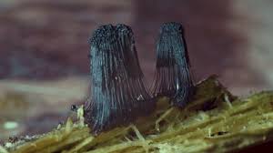 Attēlu rezultāti vaicājumam “Reticularia jurana macro”