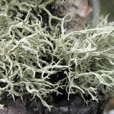 Attēlu rezultāti vaicājumam “Evernia mesomorpha”