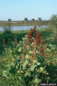 Attēlu rezultāti vaicājumam “Rumex confertus fruit”