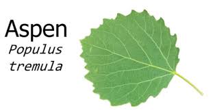 Attēlu rezultāti vaicājumam “Populus tremula leaf”