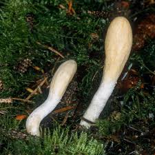 Attēlu rezultāti vaicājumam “Hypocrea rufa”