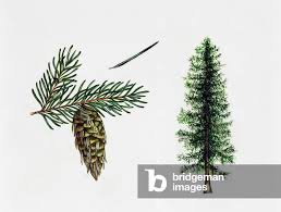 Attēlu rezultāti vaicājumam “Pseudotsuga menziesii fruit”