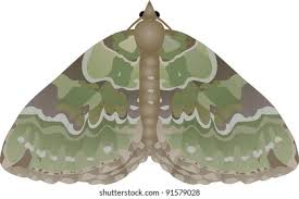 Attēlu rezultāti vaicājumam “Colostygia pectinataria”