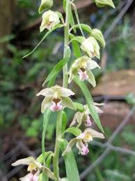 Attēlu rezultāti vaicājumam “Epipactis helleborine flower”