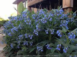Attēlu rezultāti vaicājumam “Symphytum grandiflorum flower”