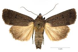 Attēlu rezultāti vaicājumam “Amphipyra”