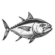 Image result for Thunnus alalunga
