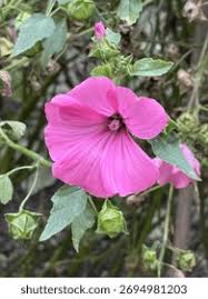 Image result for Lavatera trimestris