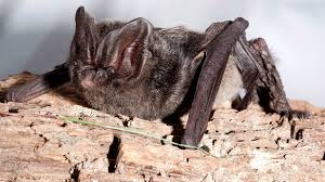 Attēlu rezultāti vaicājumam “Barbastella barbastellus”