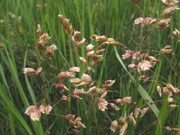 Attēlu rezultāti vaicājumam “Hierochloe odorata flower”