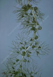 Attēlu rezultāti vaicājumam “Utricularia vulgaris”