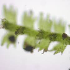 Attēlu rezultāti vaicājumam “Lepidozia reptans”