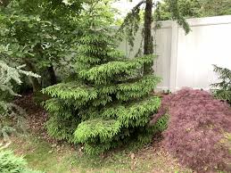 Attēlu rezultāti vaicājumam “Picea orientalis”