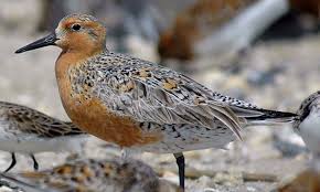 Image result for Calidris tenuirostris