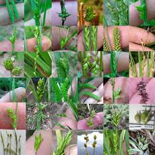 Attēlu rezultāti vaicājumam “Cyperaceae”