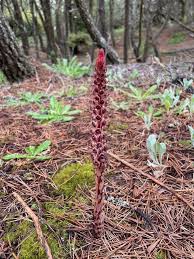 Attēlu rezultāti vaicājumam “Comatricha alta stalked”