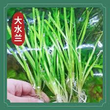 「扭蘭」的圖片搜尋結果