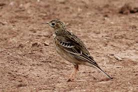 Image result for Anthus godlewskii