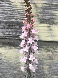 Image result for Linaria purpurea