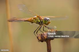 Attēlu rezultāti vaicājumam “Sympetrum vulgatum male”