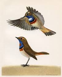 Attēlu rezultāti vaicājumam “Luscinia svecica adult”