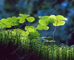 Attēlu rezultāti vaicājumam “Oxalis acetosella leaf”