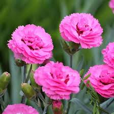 Image result for Dianthus