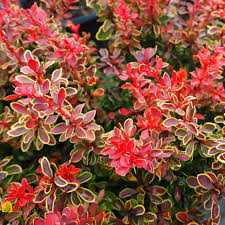 Attēlu rezultāti vaicājumam “Berberis thunbergii”