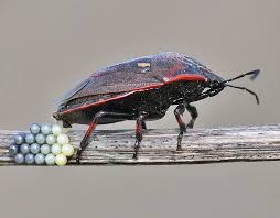 Attēlu rezultāti vaicājumam “Jalla dumosa”