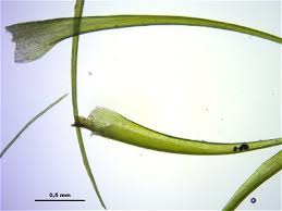 Attēlu rezultāti vaicājumam “Dichodontium pellucidum macro”