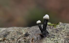 Attēlu rezultāti vaicājumam “Holwaya mucida”