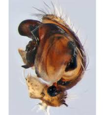 Attēlu rezultāti vaicājumam “Gibbaranea gibbosa”