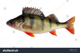 Attēlu rezultāti vaicājumam “Perca fluviatilis”