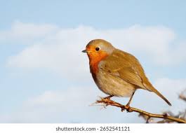 Attēlu rezultāti vaicājumam “Erithacus rubecula”