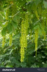 Attēlu rezultāti vaicājumam “Pterocarya fraxinifolia”