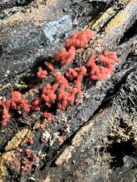 Attēlu rezultāti vaicājumam “Arcyria incarnata spores”