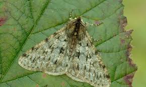 Attēlu rezultāti vaicājumam “Phigalia pilosaria”