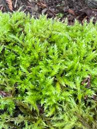 Attēlu rezultāti vaicājumam “Neckera pennata sporophyte”