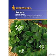 Image result for Brunnenkresse