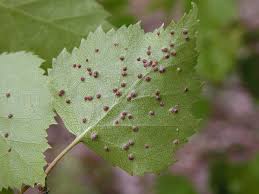 Attēlu rezultāti vaicājumam “Eriophyes padi”