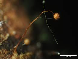 Attēlu rezultāti vaicājumam “Cribraria microcarpa”