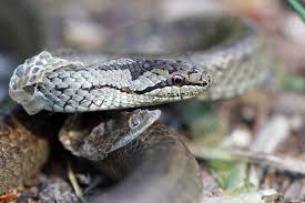 Attēlu rezultāti vaicājumam “Coronella austriaca adult”