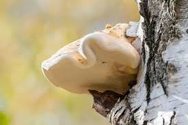 Attēlu rezultāti vaicājumam “Piptoporus betulinus”