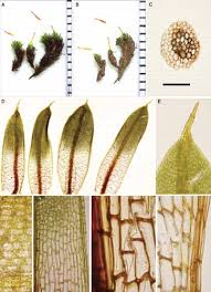 Attēlu rezultāti vaicājumam “Encalypta streptocarpa”