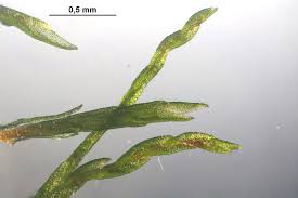 Attēlu rezultāti vaicājumam “Dicranum flagellare”