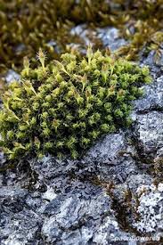 Attēlu rezultāti vaicājumam “Ulota crispa sporophyte”