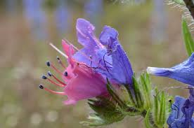 Attēlu rezultāti vaicājumam “Echium vulgare flower”