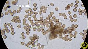 Attēlu rezultāti vaicājumam “Collaria arcyrionema spores”