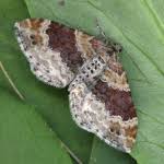 Attēlu rezultāti vaicājumam “Xanthorhoe spadicearia”