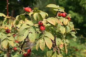 Attēlu rezultāti vaicājumam “Rosa villosa fruit”